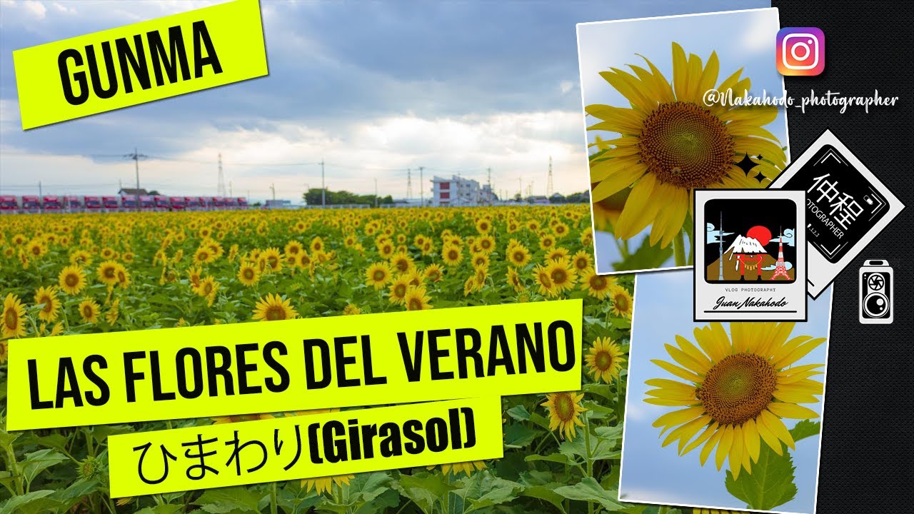 Las Flores del Verano Japones ひまわり(Girasol)
