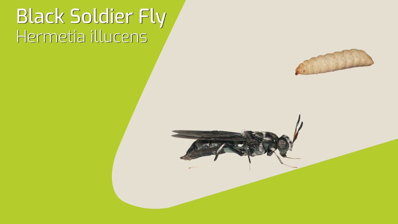 Mealworm and BSF rearing @ Inagro’s Insect Research Centre: A virtual tour