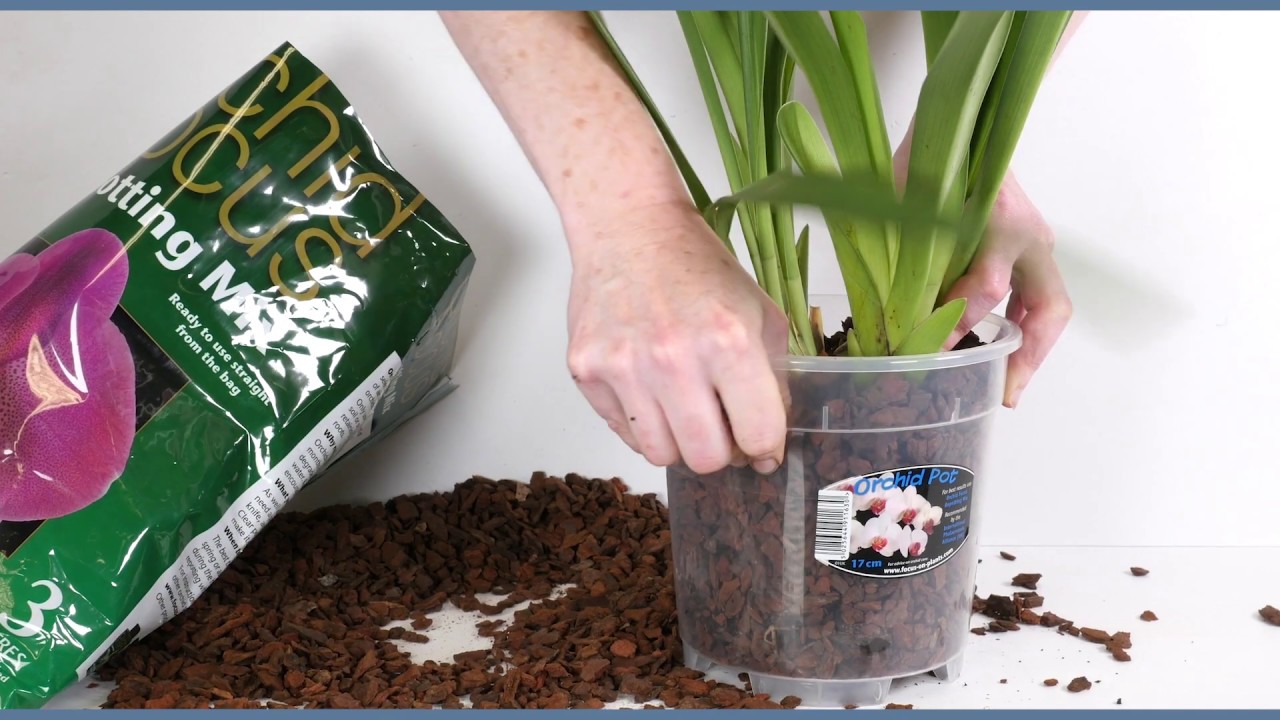 Repotting a Cymbidium Orchid