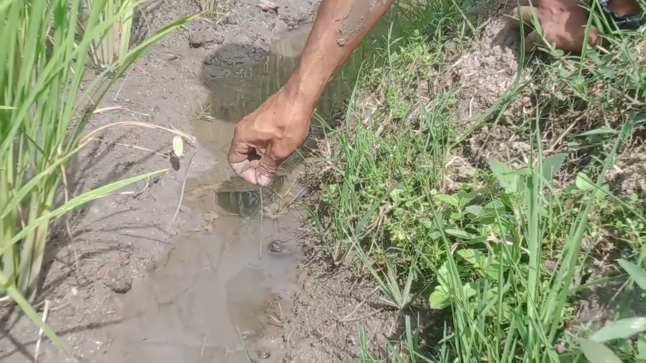 Pertama Kurang Percaya Mancing Belut__Setelah Di Coba Benar Kata Orang Punya Sawah Banyak Babon 