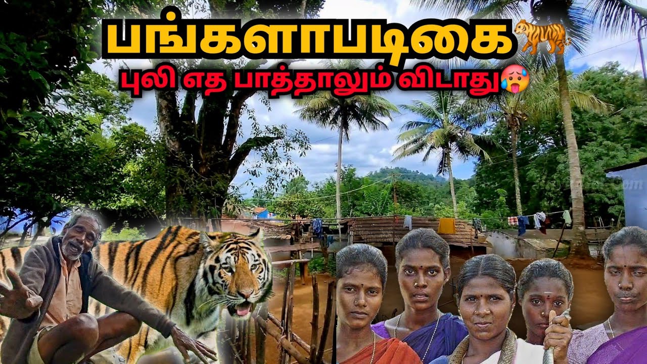புலிகளால் வேட்டையாடப்பட்ட மலைக்கிராமம்😱 எதை பாத்தாலும் விடாது | The Tribals in Tiger Reserve Forest