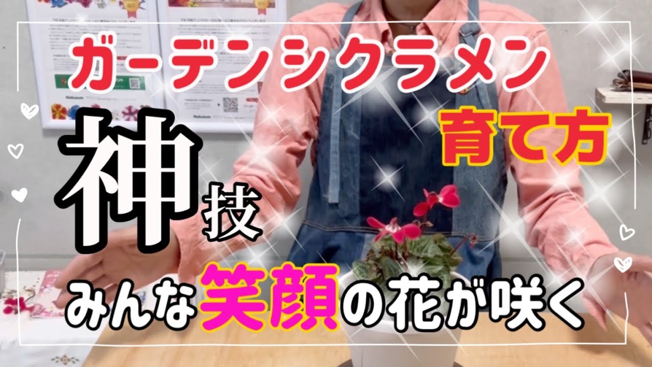 ガーデンシクラメン育て方 コレ神技 育て方のポイントを詳しく説明します