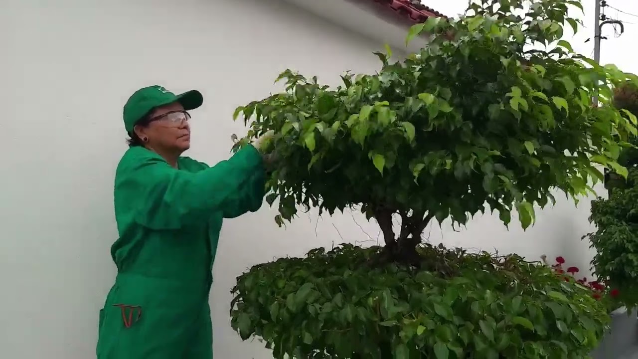 TÉCNICA EM TOPIARIA... PODA DE FICUS BENJAMINA