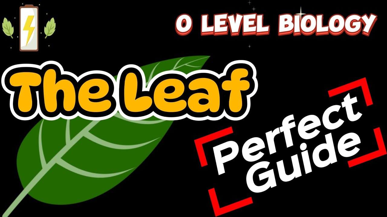 Internal & External Structure of a Leaf | O Level Biology
