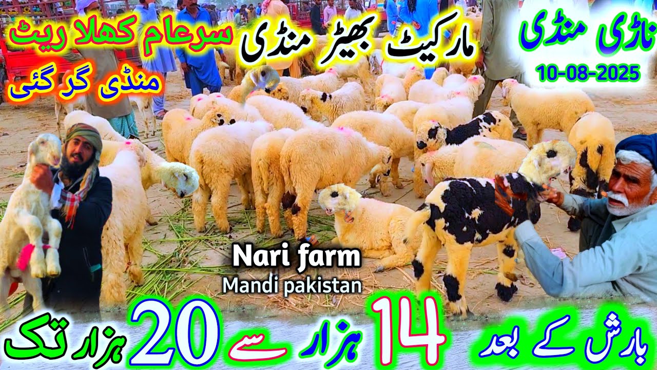 10 August 2025 Nari farm mundra mandi pakistan | ناڑی فارم منڈی ڈھونڈ لی جہاں خریدار بے حد کم | 