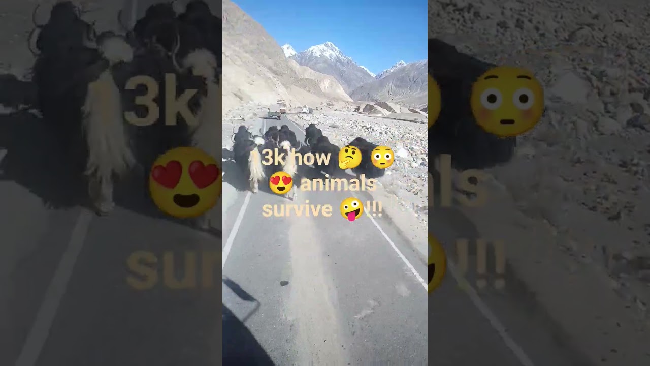 13k height how animals survive 🙄🤔🤪🫡