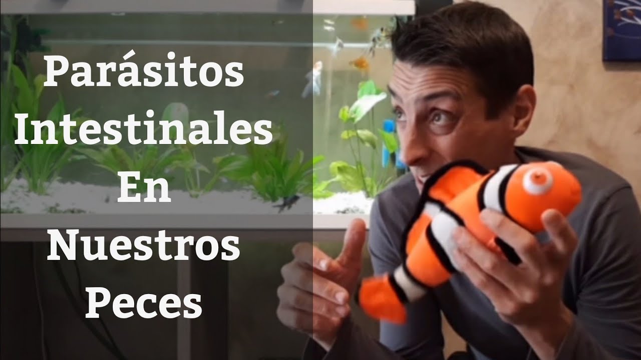 🔵 Porque Mi Pez Nada De Lado Y Hace Heces Blancas,Parásitos Intestinales En Peces Y Metronidazol