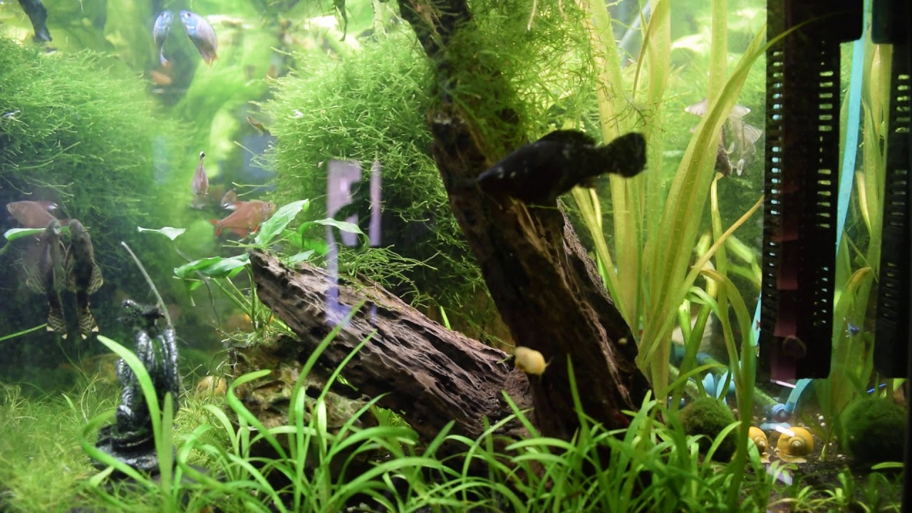 FishTankTV Episode 9_1 - Side view