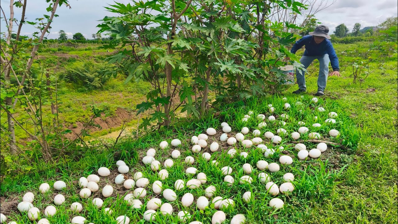 OMG unique- An old farmer went down to the vegetable garden and saw a lot of duck eggs in the grass.