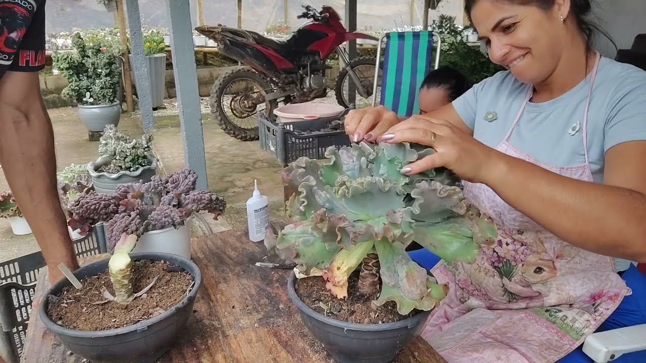 Podas e identificação das gibifloras de caranculas 
