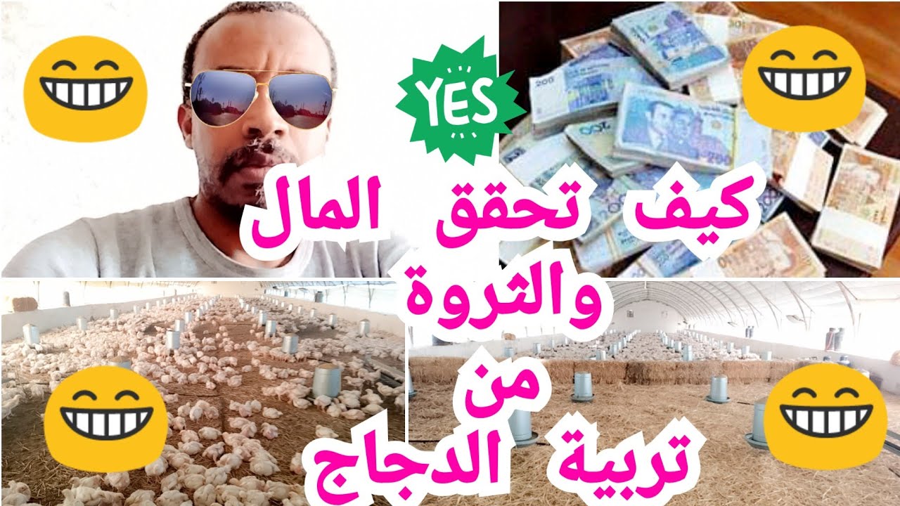 كيف تربح الأموال الكثيرة من تربية الدجاج