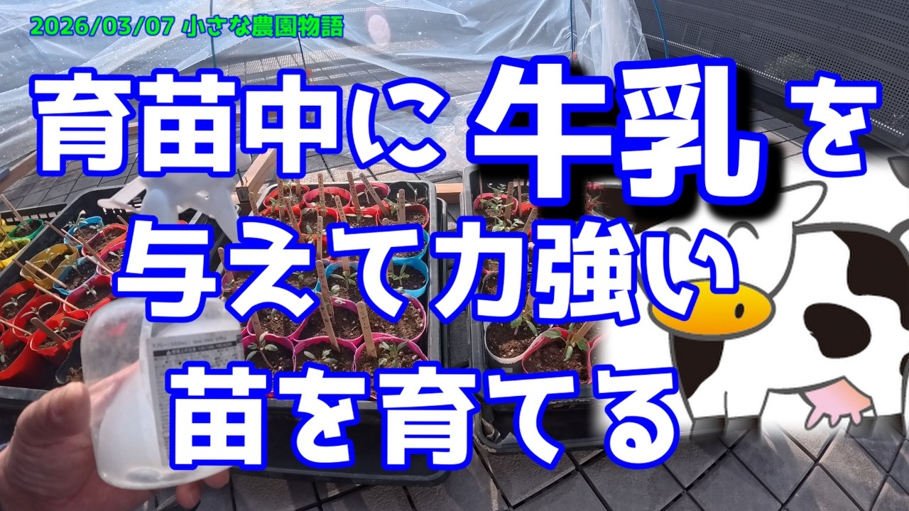 【ミニトマト】育苗中に牛乳を与えて力強い苗を育てる　2026/03/07