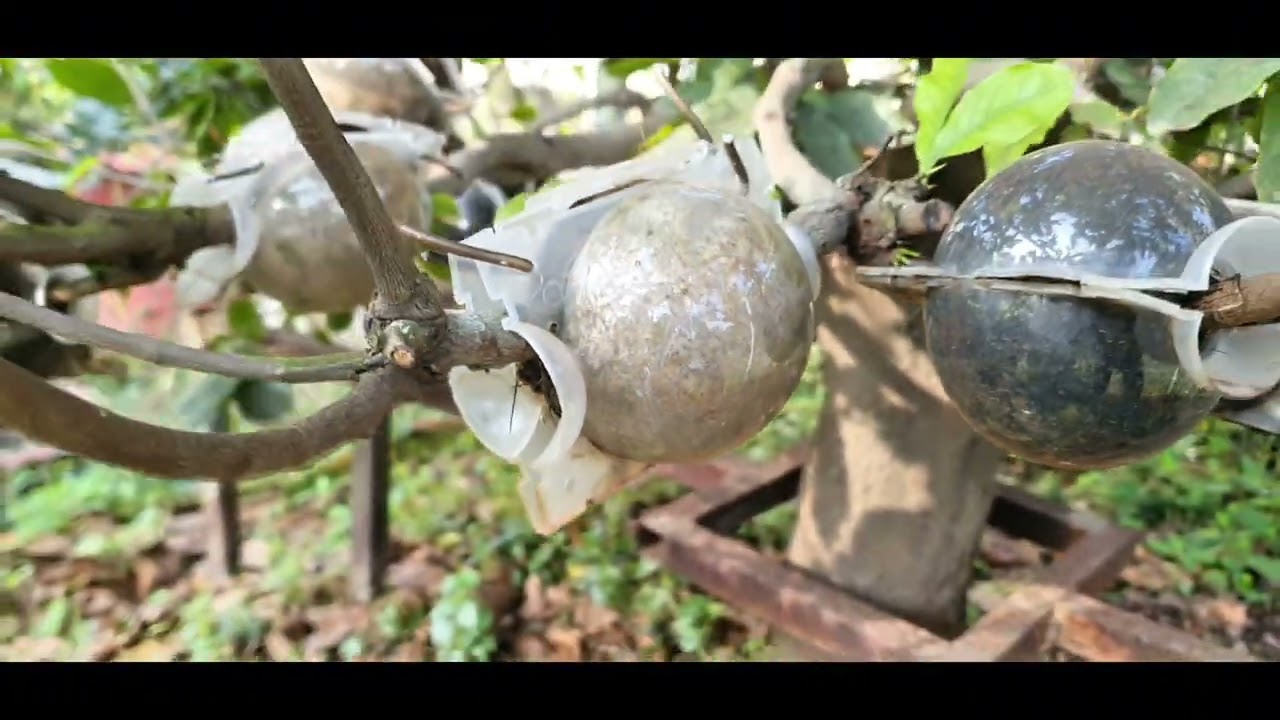 TẬP 1006: Kỹ thuật chiết cành trên giống mai Siêu bông Thiết mai tại Tay ninh ( trước đây Long An)