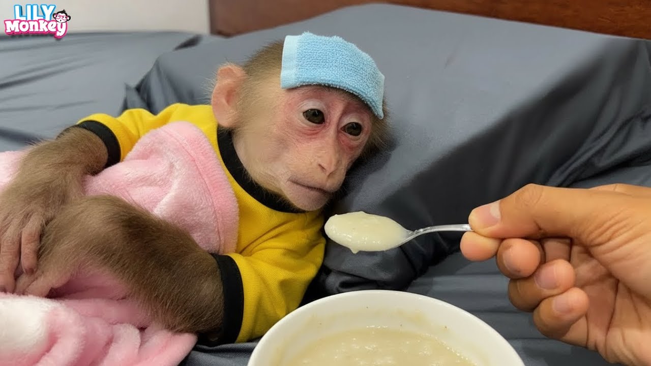 Lily has a serious fever! What should I do to take care of her? | Lily's story