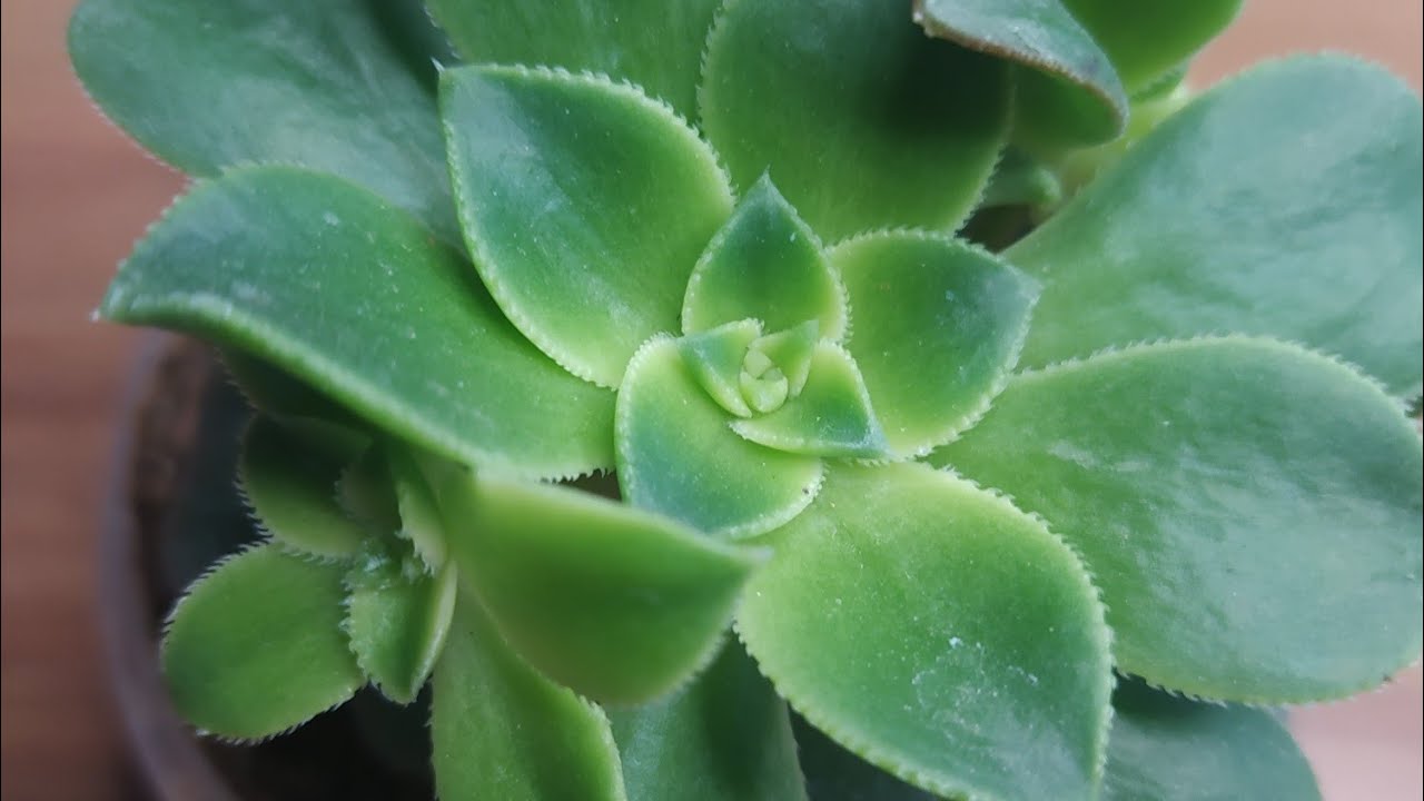 Sukulent Aeonium Haworthii Kiwi / Bakımı / Çoğaltma