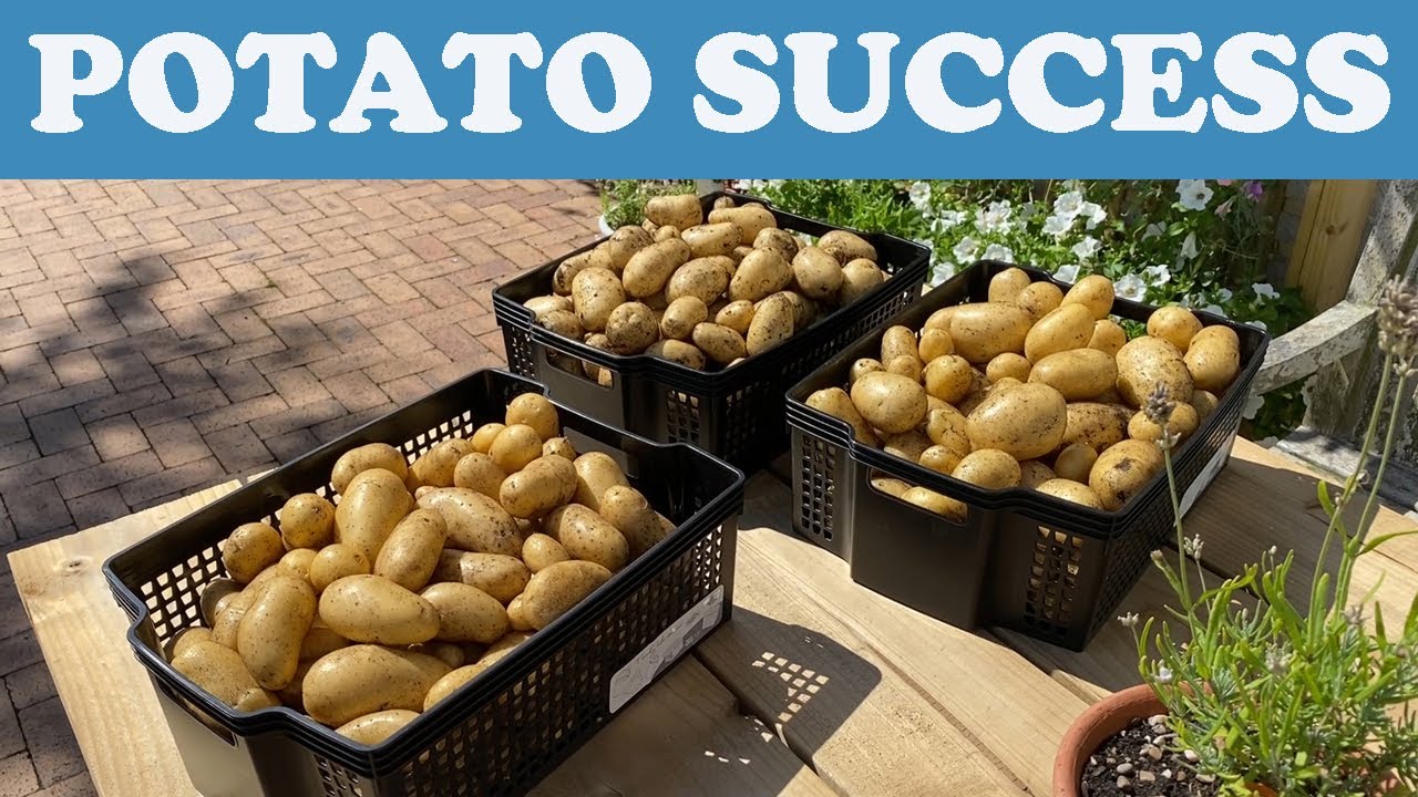 POTATO REVEAL | Charlotte and Vivaldi Potato Comparison / Results | Ady's Veg Garden