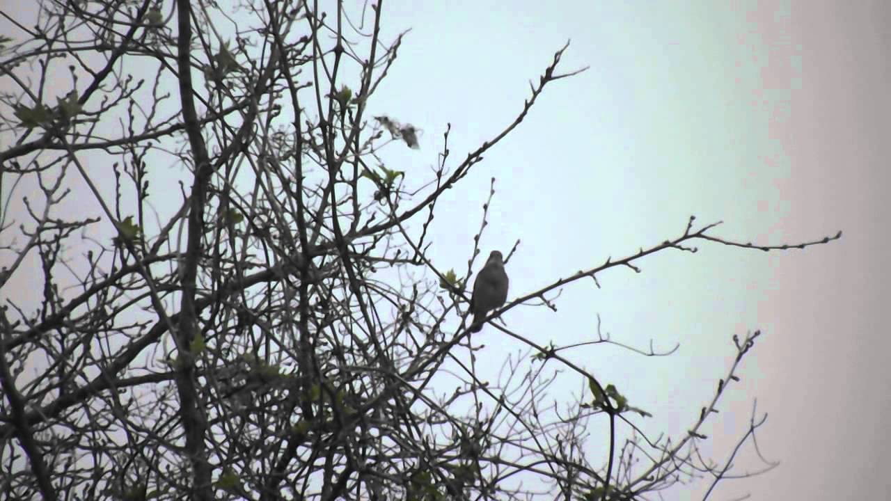 Slavuj - Nightingale (Luscinia megarhynchos)