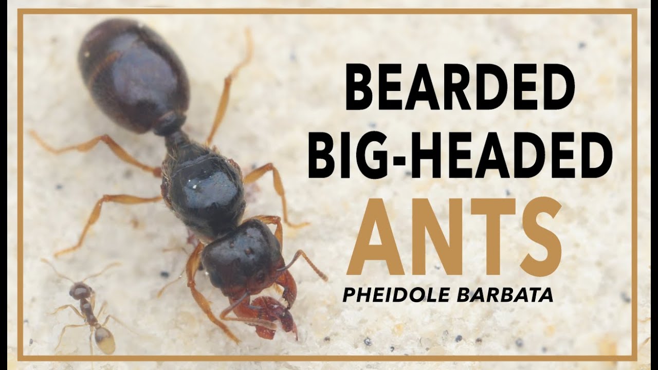 Ant Room Tour | Pheidole barbata & More!