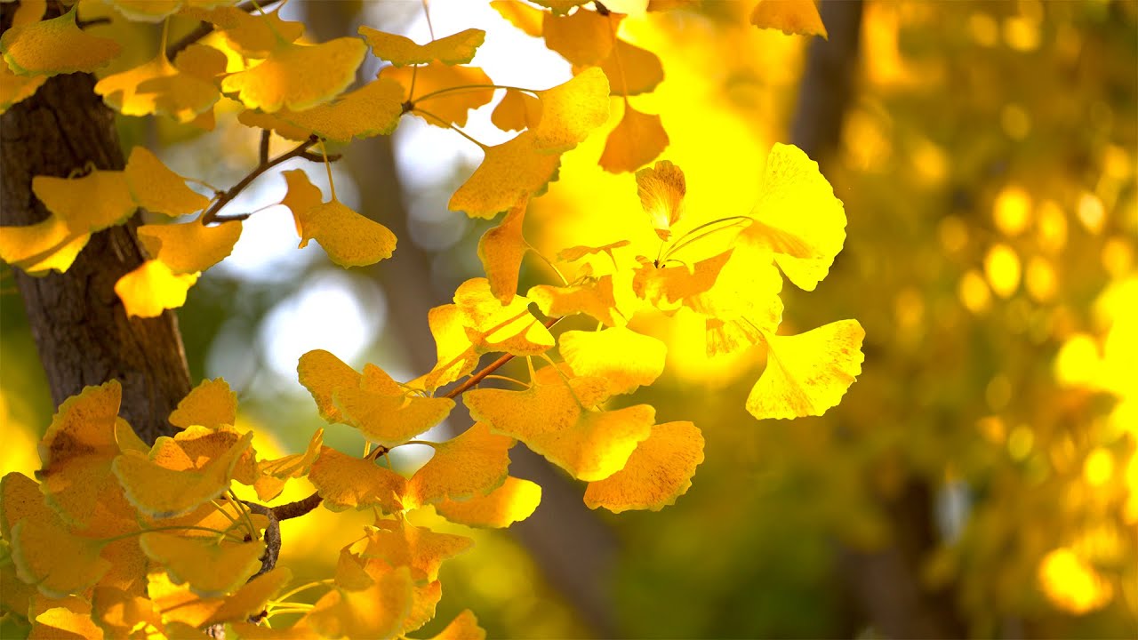 Ginkgo Leaves Turn Gold | Autumn in the Zen Garden at The Huntington (4K HDR)