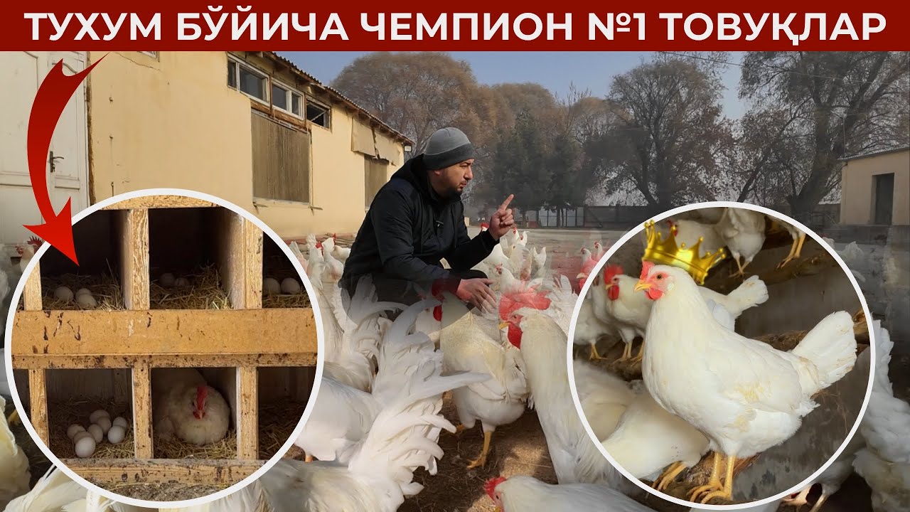 ТУХУМ БЎЙИЧА ЧЕМПИОН ЛЕГГОРН ТОВУҚЛАРИ