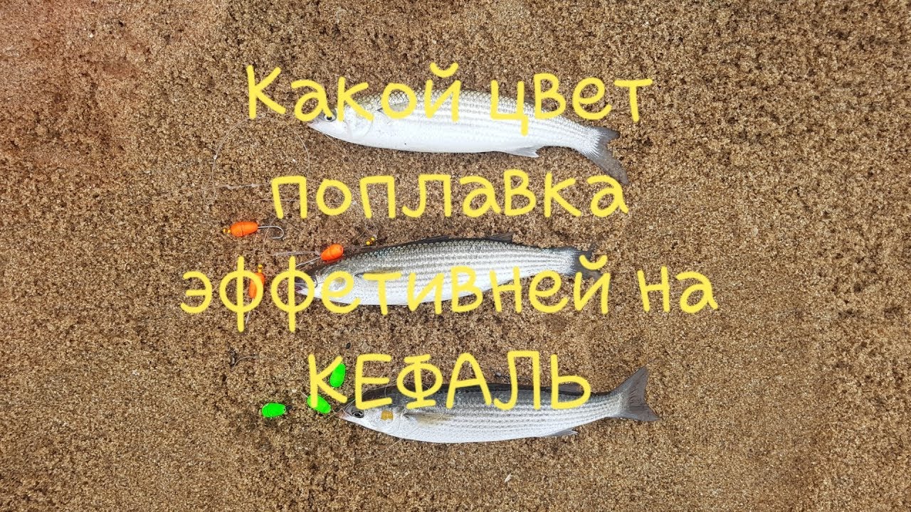 Рыбалка на кефаль.Какой цвет поплавка эффективней на кефаль.