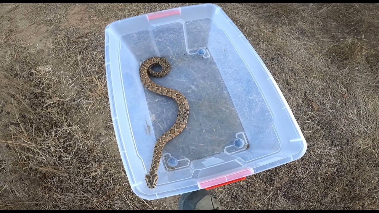 לוכד נחשים גיא פרננדס - שחרור 3 צפעים , זעמן שחור , זעמן זיתני.