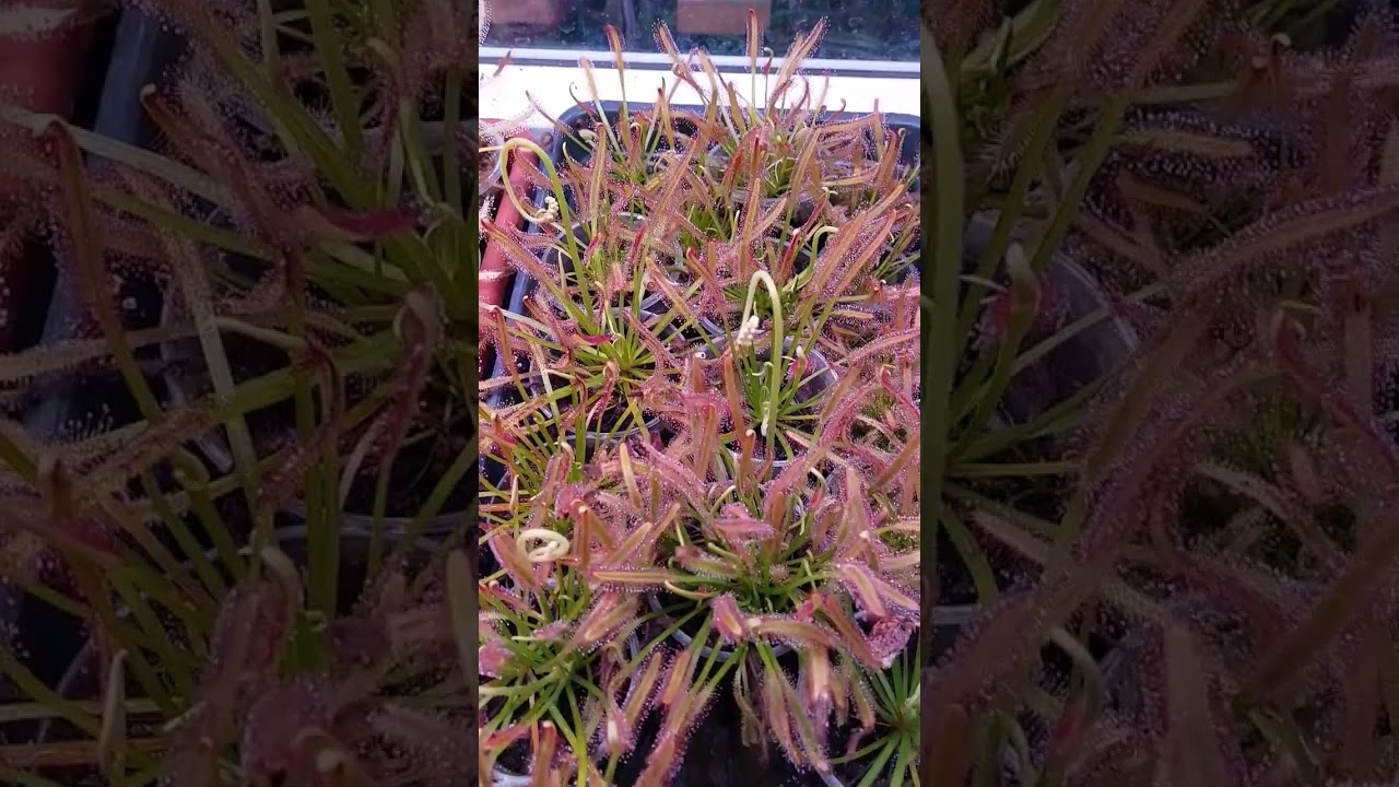 Росянка капская (лат. Drósera capensis)