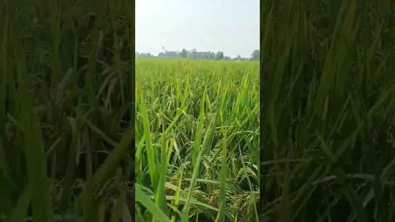 #dhaankikheti