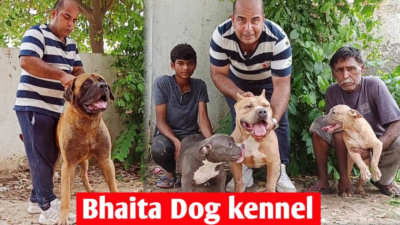 Bhatia kennel || Dog kennel in India || All over india delivery Available