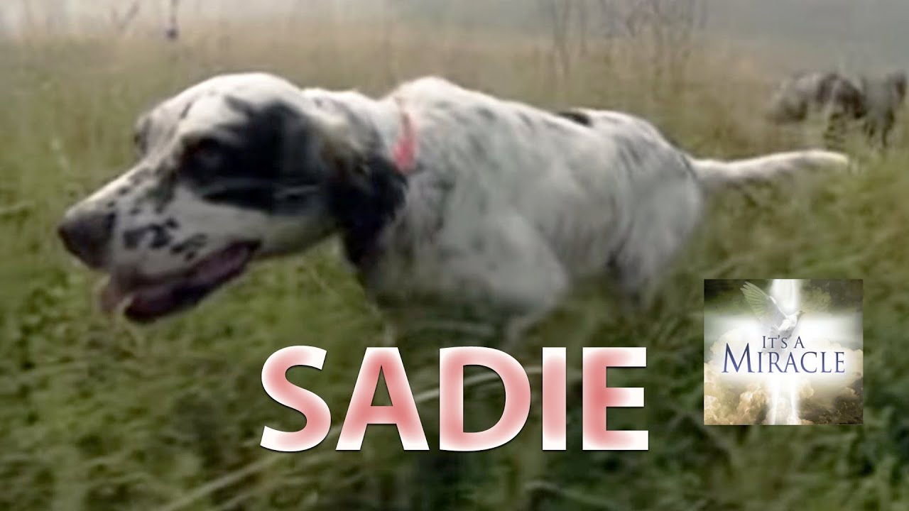 Sadie - It's a Miracle