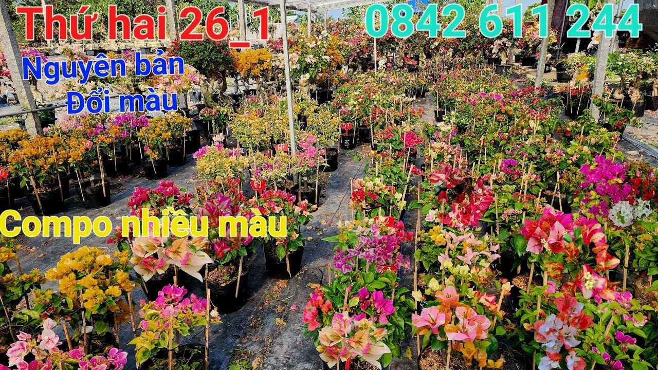 Ngày 26_1 cây đổi màu nguyên bản compo nhiều màu ☎️0842 611 244. CTMT 