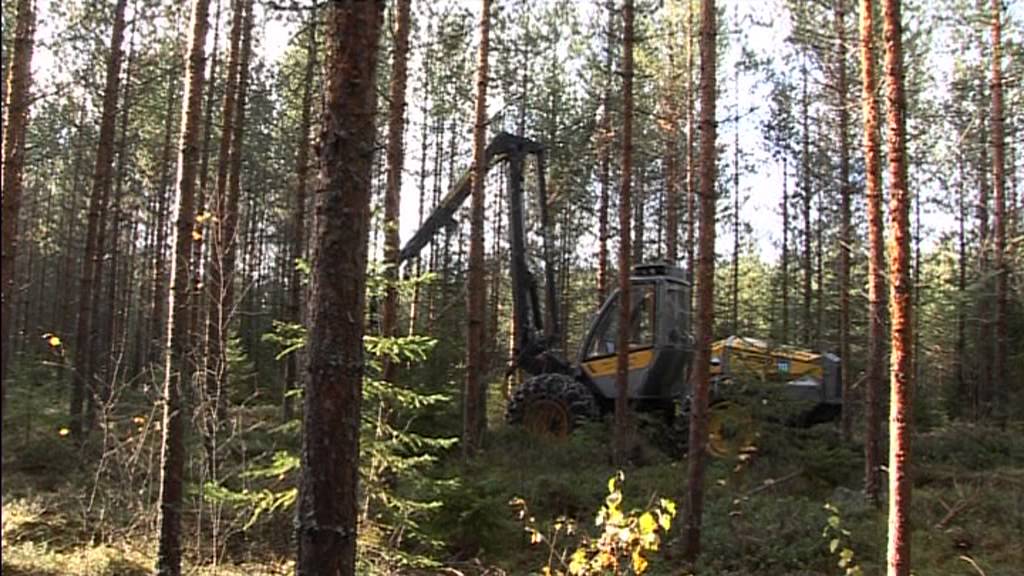 Sampo Rosenlew hakkuu-uramenetelmä