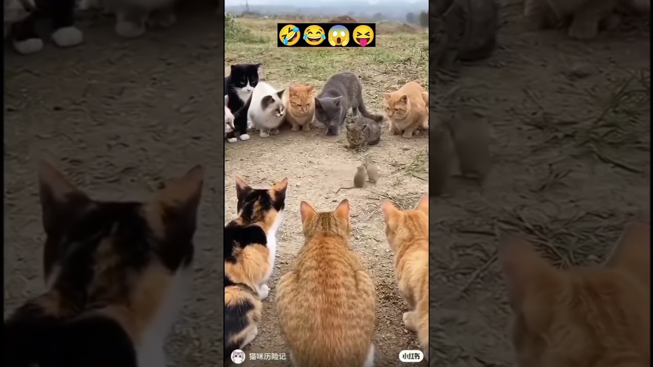 2026 विकास न्यू फनी वीडियो🤣😱😝#video #comedy #vikassinghcomedy #funny #viral #youtube #fun #new 