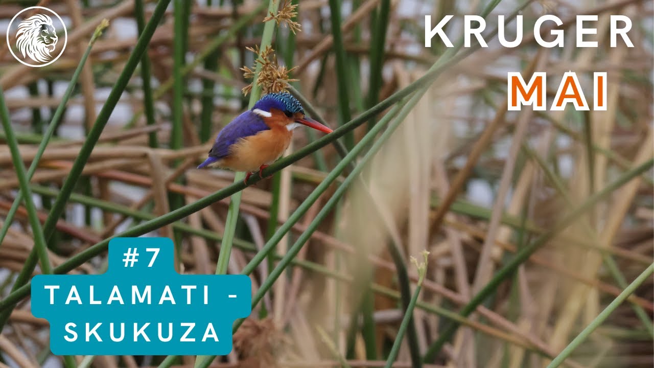 Talamati - Skukuza | Kruger mai 2024