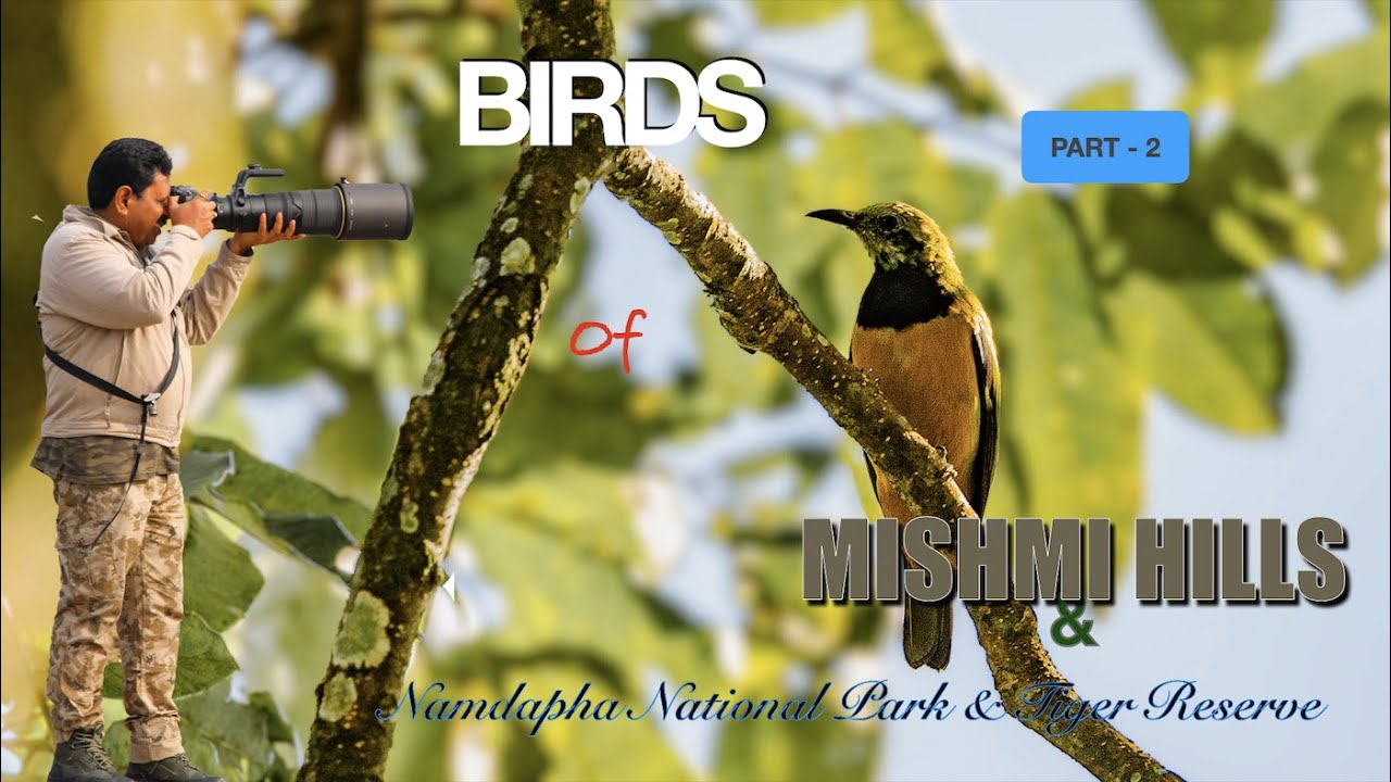 Birds of Mishmi Hills & Namdapha Part 2