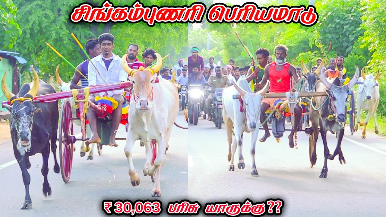 6சிங்கம்புணரி-பெரியமாடு-பந்தயம்_05.10.2025_V_Photography