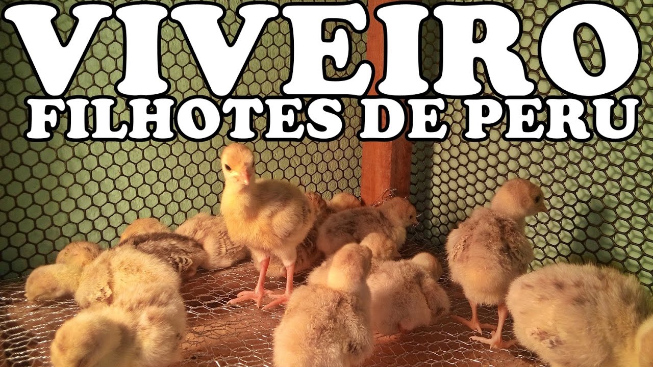 VIVEIRO PARA PERUZINHOS, PINTINHOS PRONTO - DICAS SOBRE CRIAÇÃO