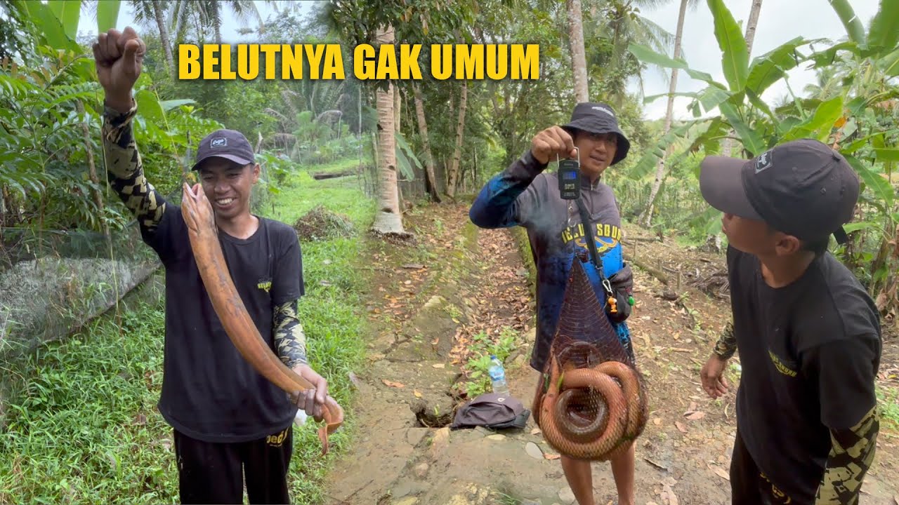 PESTA STRIKE BELUT MONSTER GAK UMUM