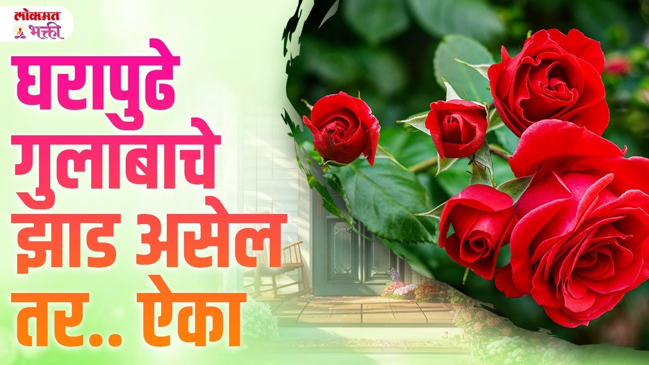 Gulabachya Jhadachi Disha Gulabache Jhad Vastu Tips | #vastutipsforroseplant #lokmatbhakti | SG3