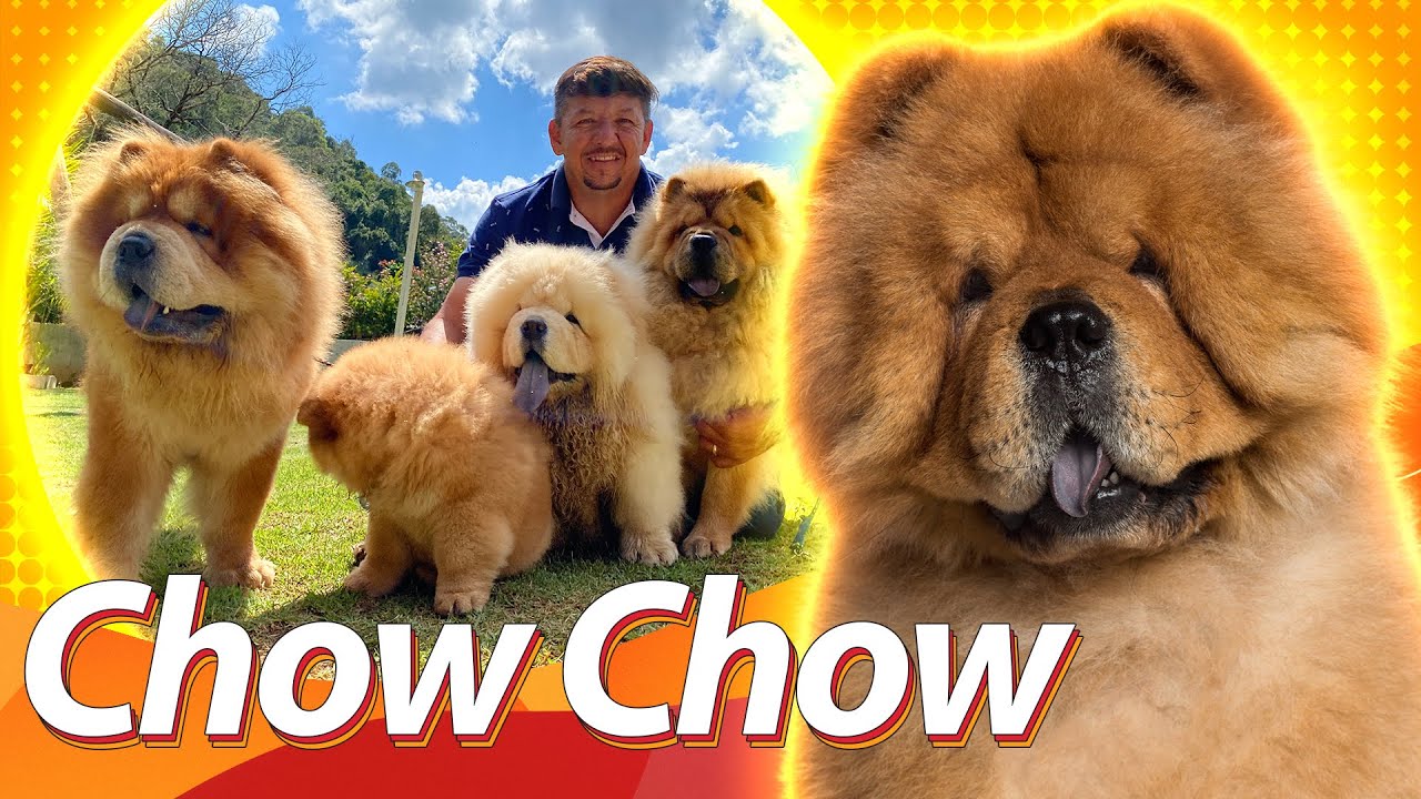 CHOW CHOW é agressivo? Descubra! | Guia de raças Baw Waw