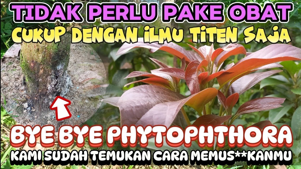 CARA MENGATASI JAMUR BATANG DAN AKAR  PADA POHON ALPUKAT
