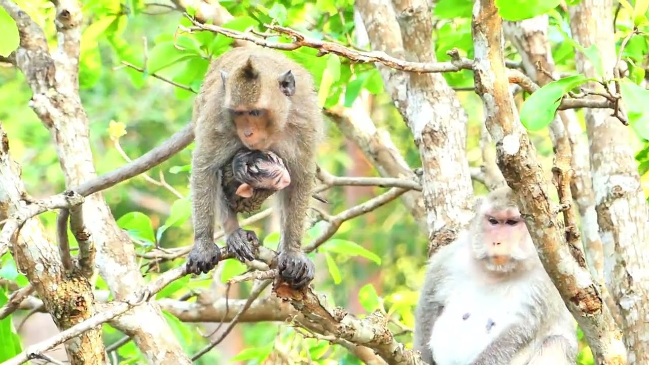 Mom free for baby, and young child take them aways from Mom , Just next to down in water bathing