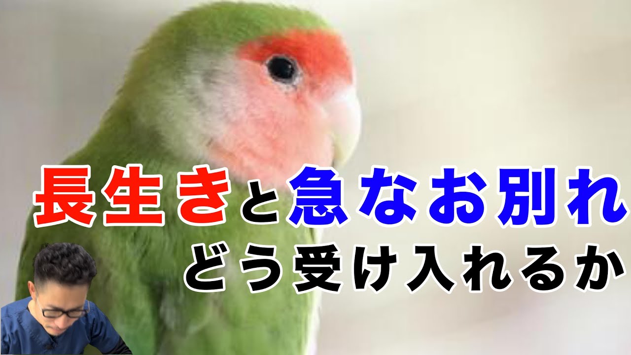 【質問コーナー】コザクラインコさんが突然亡くなりました…原因は？セキセイインコさんのくちばし周りの毛が抜けた…栄養不足？ウロコインコさん頭にかさぶたがあります…そのままでいい？などにお答えしました！