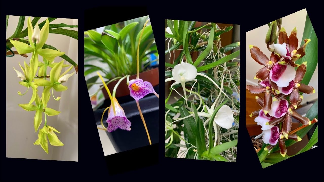 Plant Rant! - Orchids in Bloom
