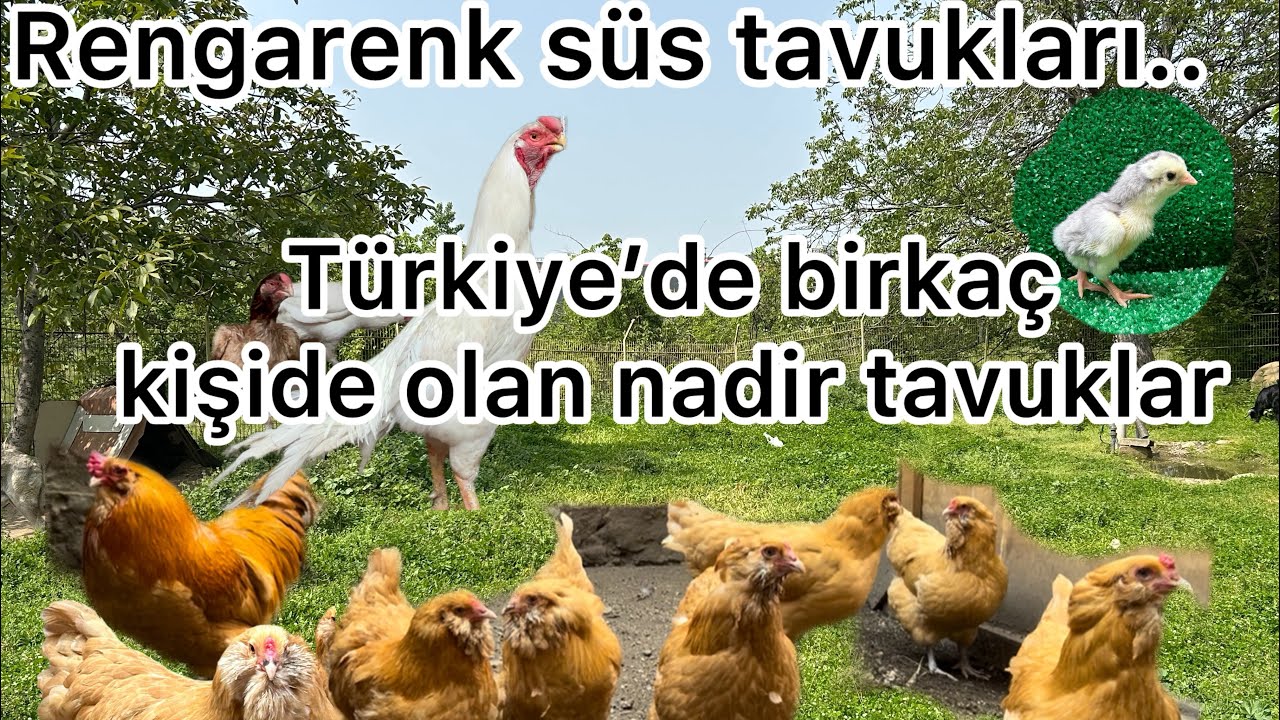 ⁠PAPAĞAN’A BENZEYEN TAVUK GÖRDÜNÜZ MÜ HİÇ? @Reiskrallığı KANALIMA DESTEĞİNDEN DOLAYI TEŞEKKÜRLER