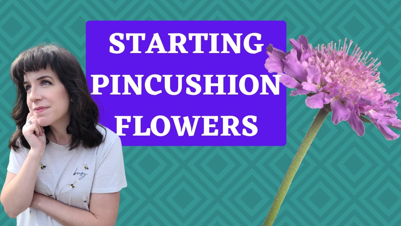 Starting Pincushion Flowers Seed to One Month Seedlings