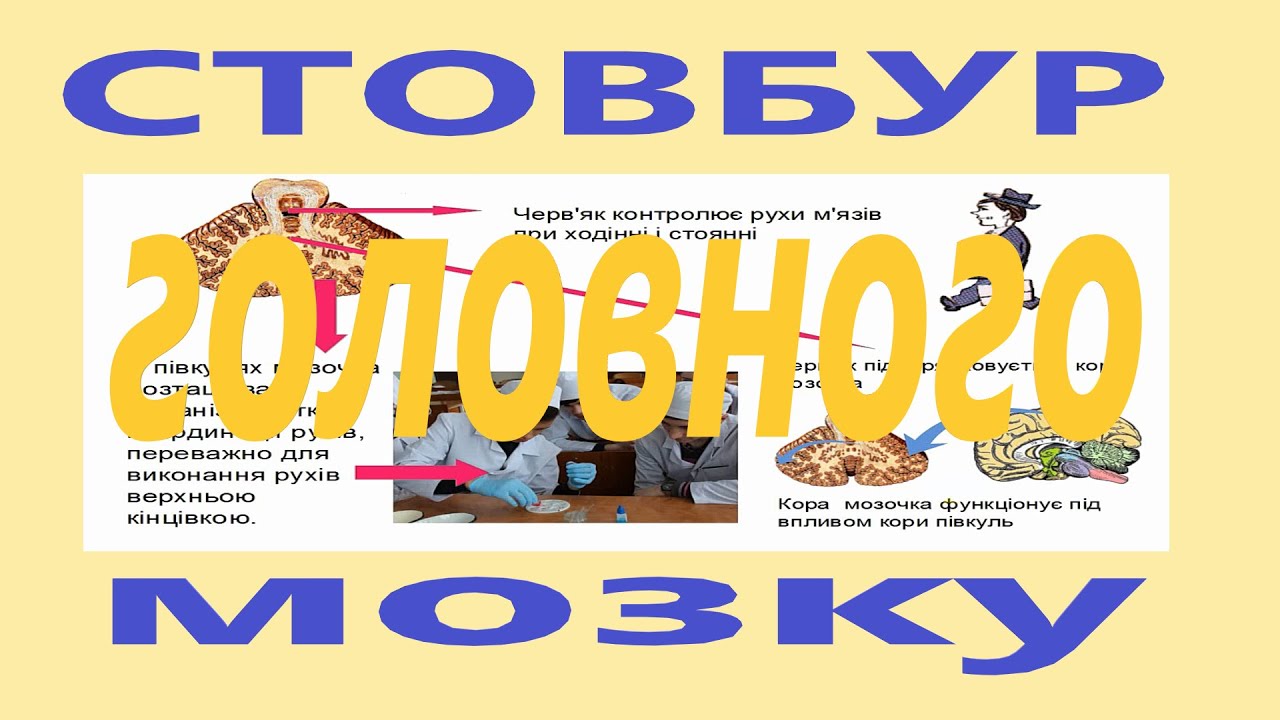 Анатомія стовбура головного мозку. Анатомія