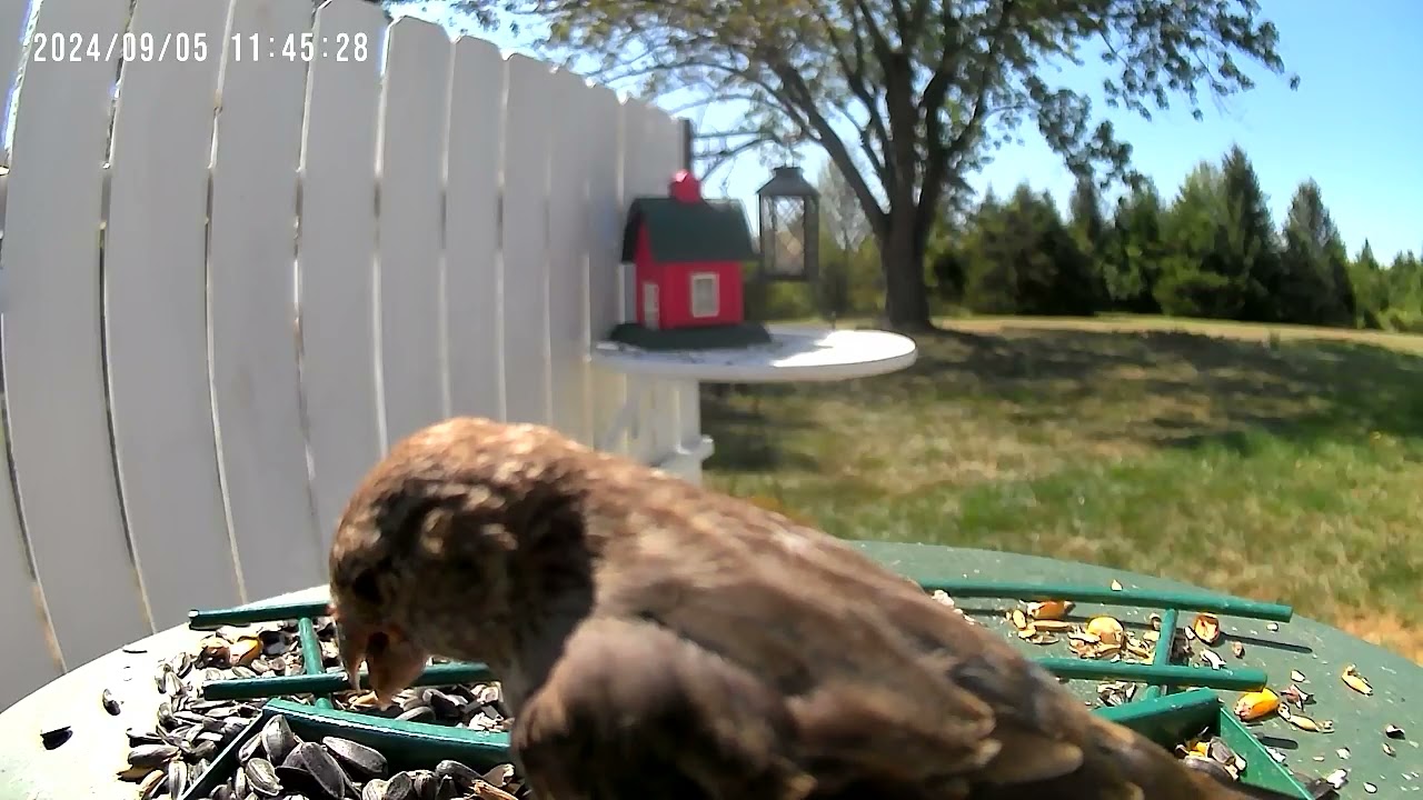 Birds.                 #UnBrokenFoundation #HealingPTSD #WatchingNature #Healingthroughnature 191
