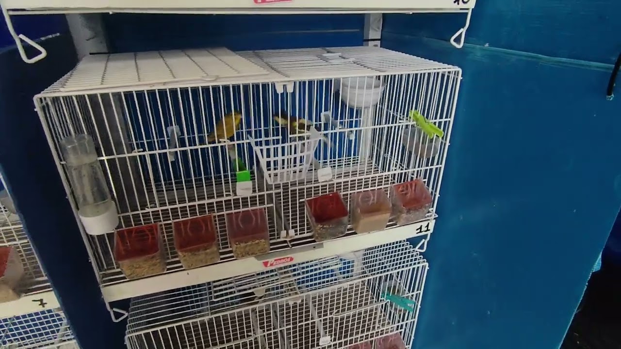 SEMANA DE TRANSICION 
