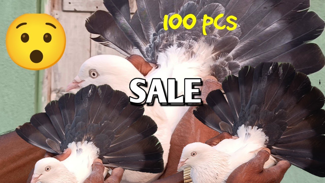 BIGGEST KALDUMA PIGEON LOFT IN KOLKATA JHINKI MASTER JI